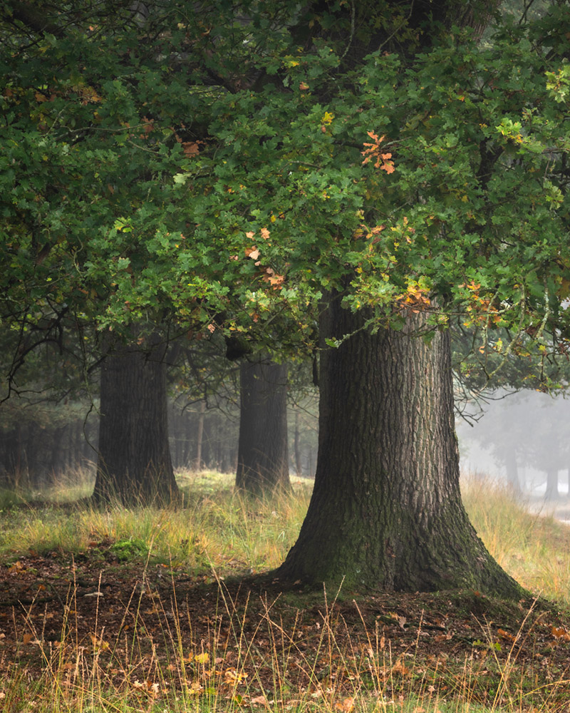 ondanks opraken Neerwaarts Tips voor (rust in) het herfstbos – Natuurportret