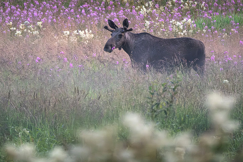 eland