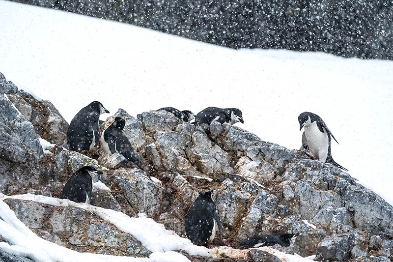 stormbandpinguins