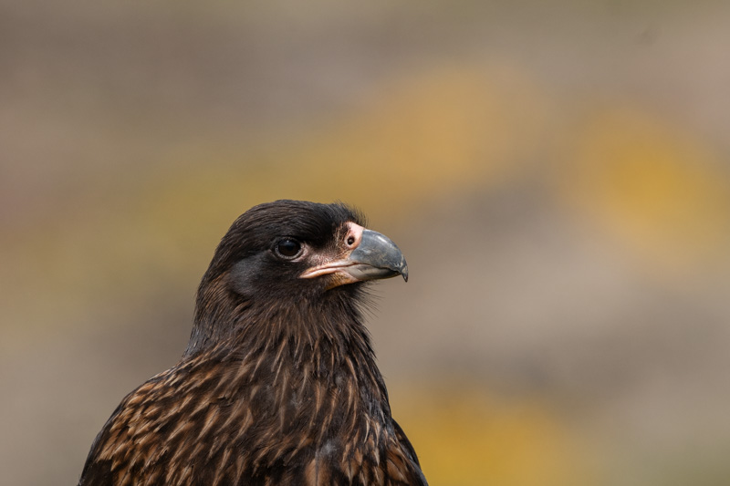 Caracara