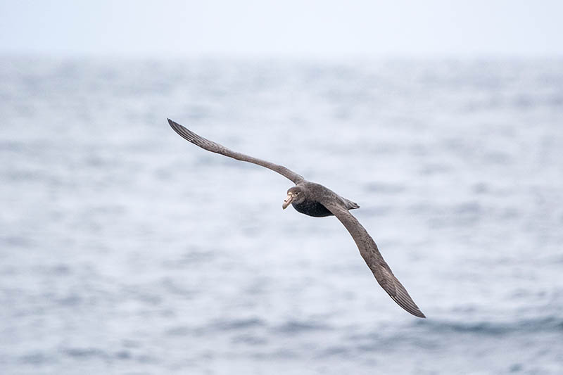 Zuidelijke reuzenstormvogel