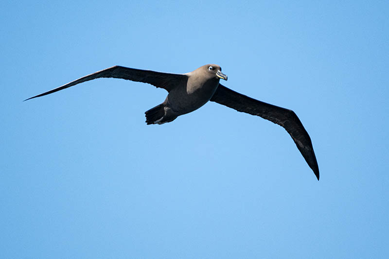 Zwarte albatros